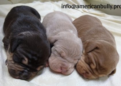 American Bully Puppies For Sale