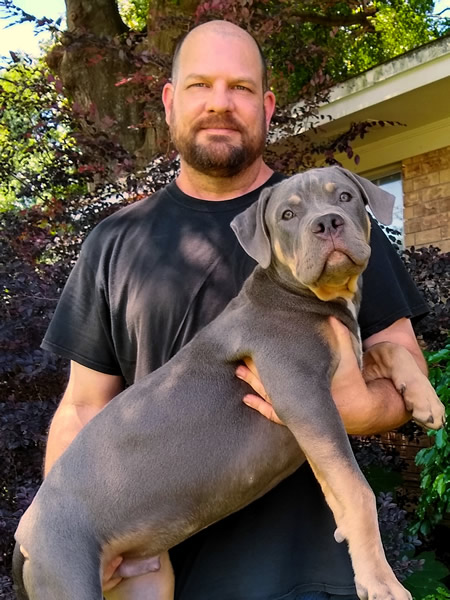 Purple ribbon hot sale american bully