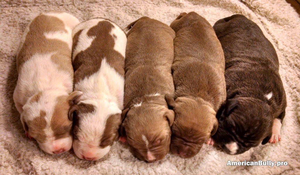 American Bully Puppies